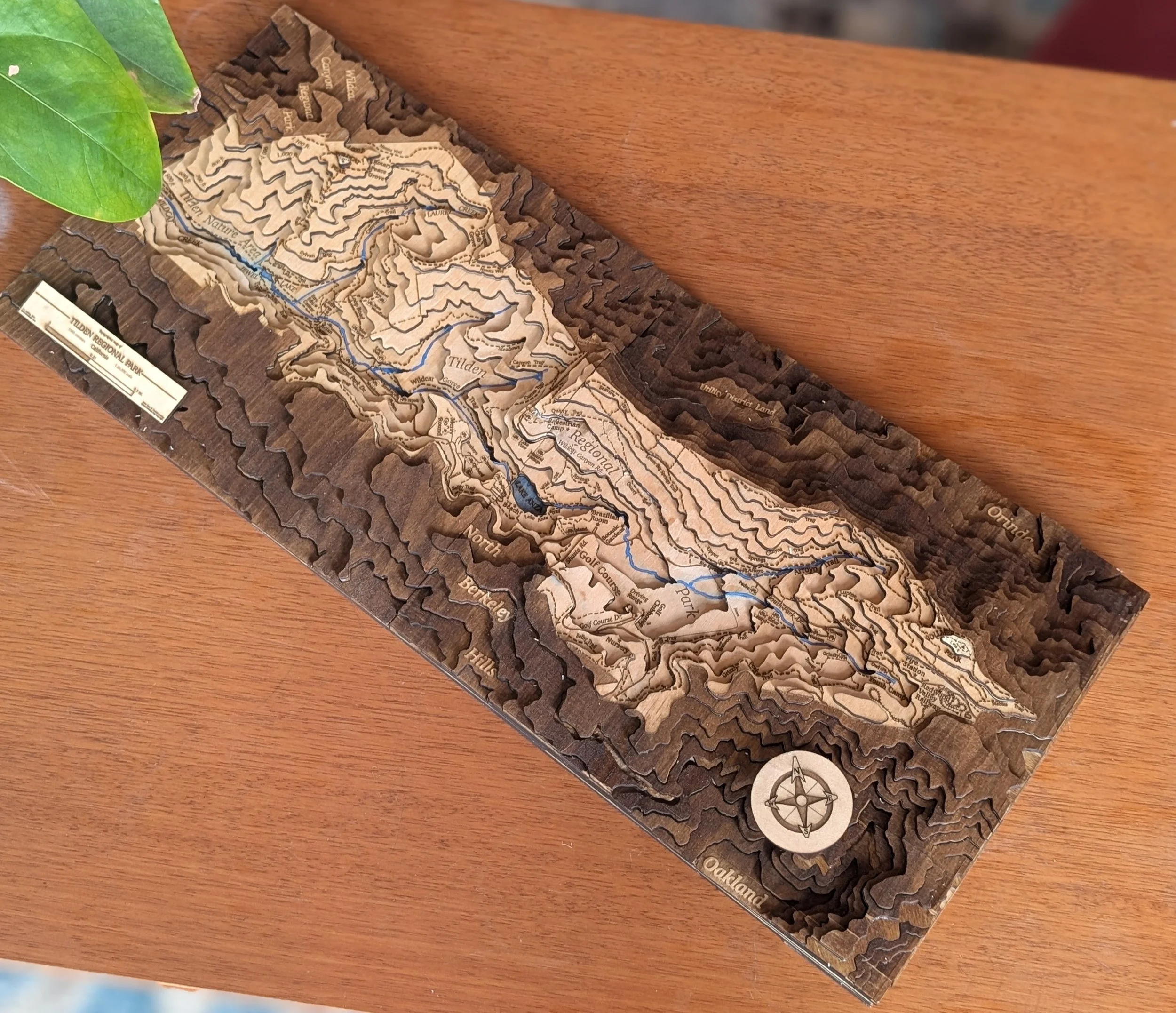 Overhead view of the full Tilden Regional Park map, a 23-by-10-inch rectangle on a wooden table. Light basswood layers form the park boundary with engraved trail names, while darker wood represents the surrounding East Bay hills. Blue-painted streams wind through the canyons. A compass rose and title plaque anchor the composition.